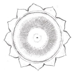 Kapalabhati Sonne, Lotus Mandala als Bild des goldenen Eies am Nabel, Kundalini Yoga Illustration Matsya Wien