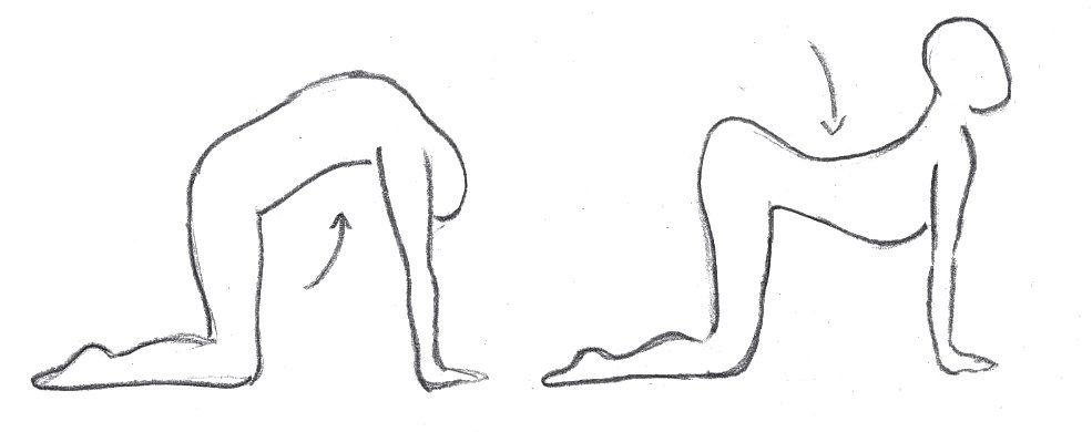 Marjariasana Katze und Kuh Haltung im Vierfuesslerstand, Divine Mothers Sadhana Kundalini Yoga Zeichnung